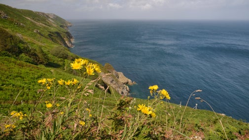Umbellate hawkweed yellow in colour flowering among Bracken on the east coast of Lundy Island, with the sea below the cliffs